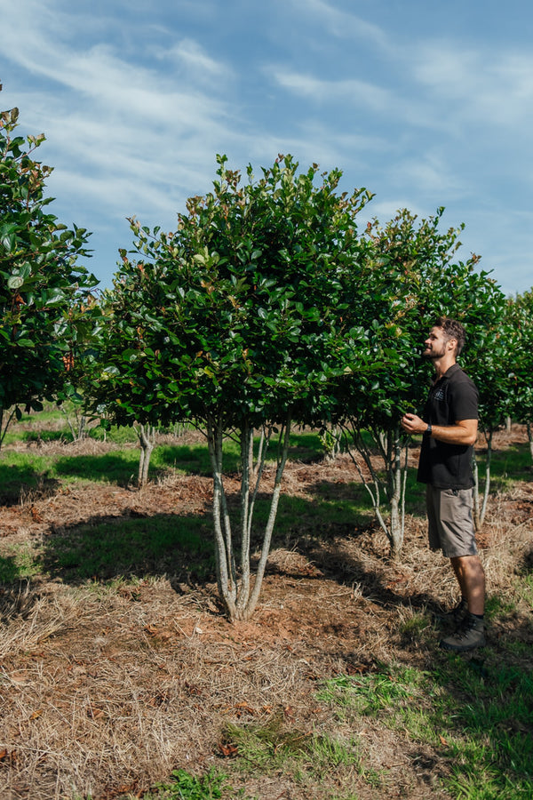 Crataegus persimilis 'Prunofolia' NWT Products 25 26 0006