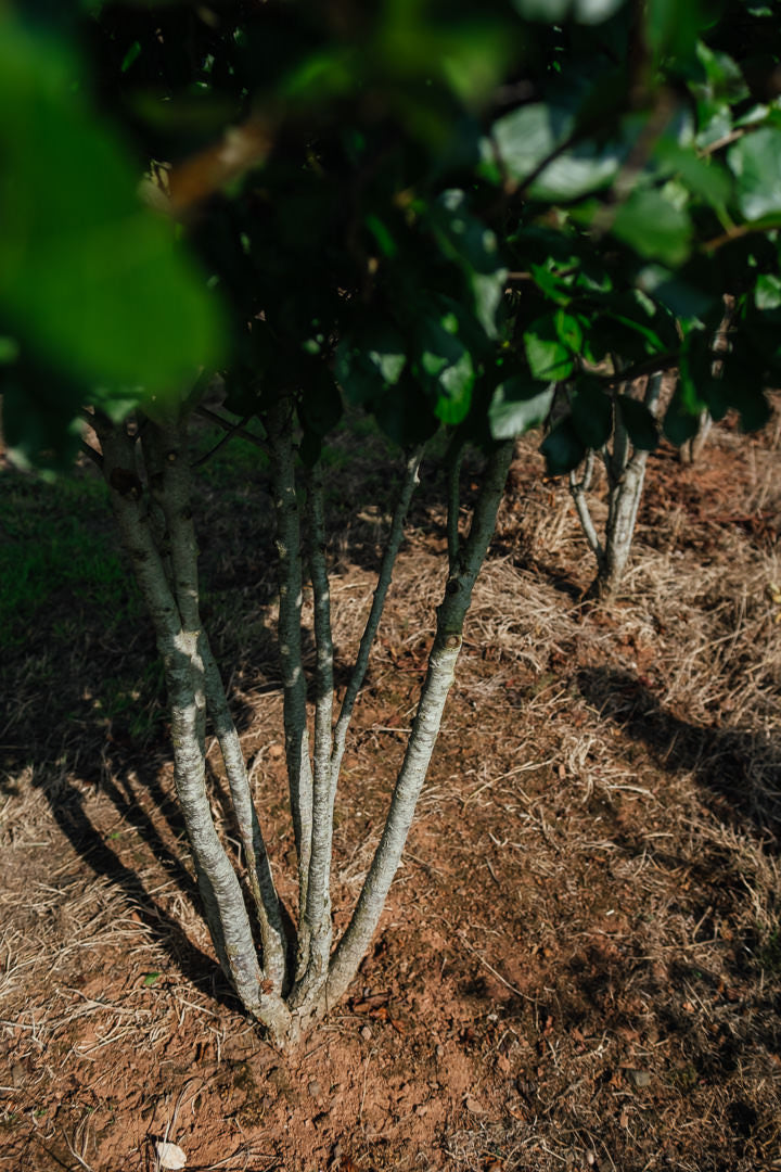 Crataegus persimilis 'Prunofolia' NWT Products 25 26 0008