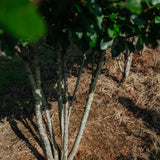 Crataegus persimilis 'Prunofolia' NWT Products 25 26 0008