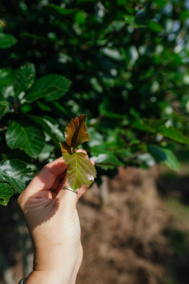 Crataegus persimilis 'Prunofolia' NWT Products 25 26 0009