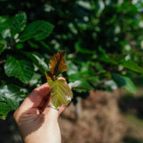 Crataegus persimilis 'Prunofolia' NWT Products 25 26 0009