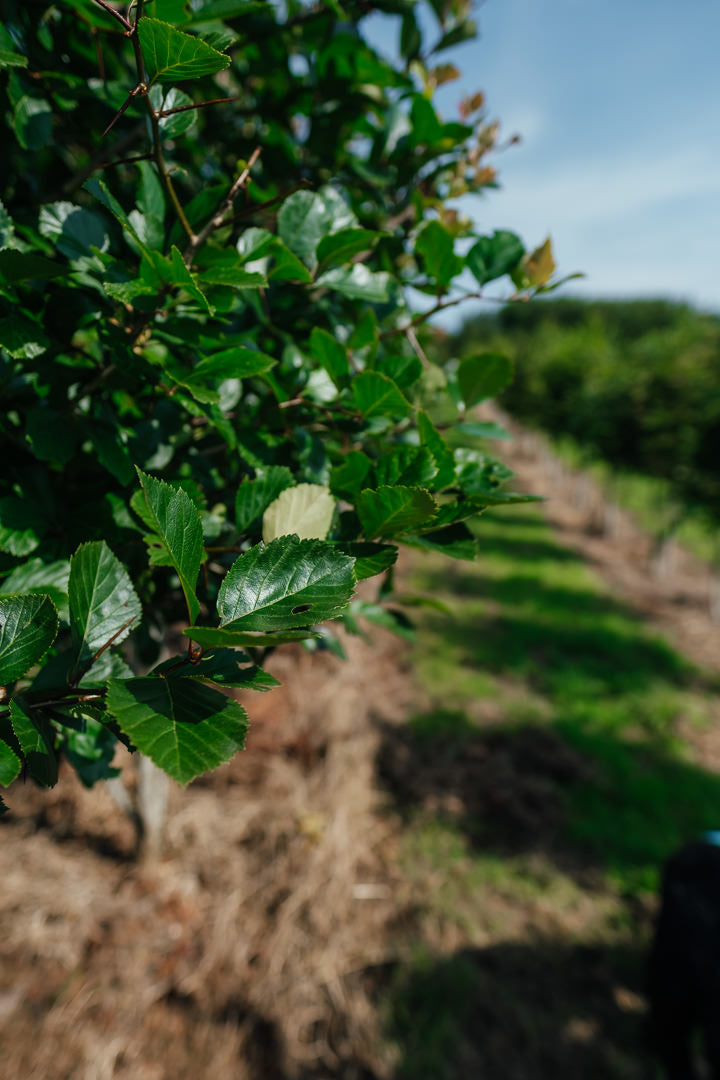 Crataegus persimilis 'Prunofolia' NWT Products 25 26 0010