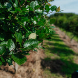 Crataegus persimilis 'Prunofolia' NWT Products 25 26 0010