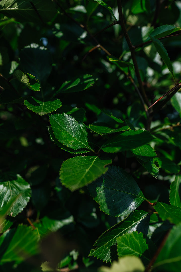 Crataegus persimilis 'Prunofolia' NWT Products 25 26 0011