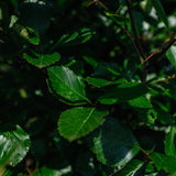 Crataegus persimilis 'Prunofolia' NWT Products 25 26 0011