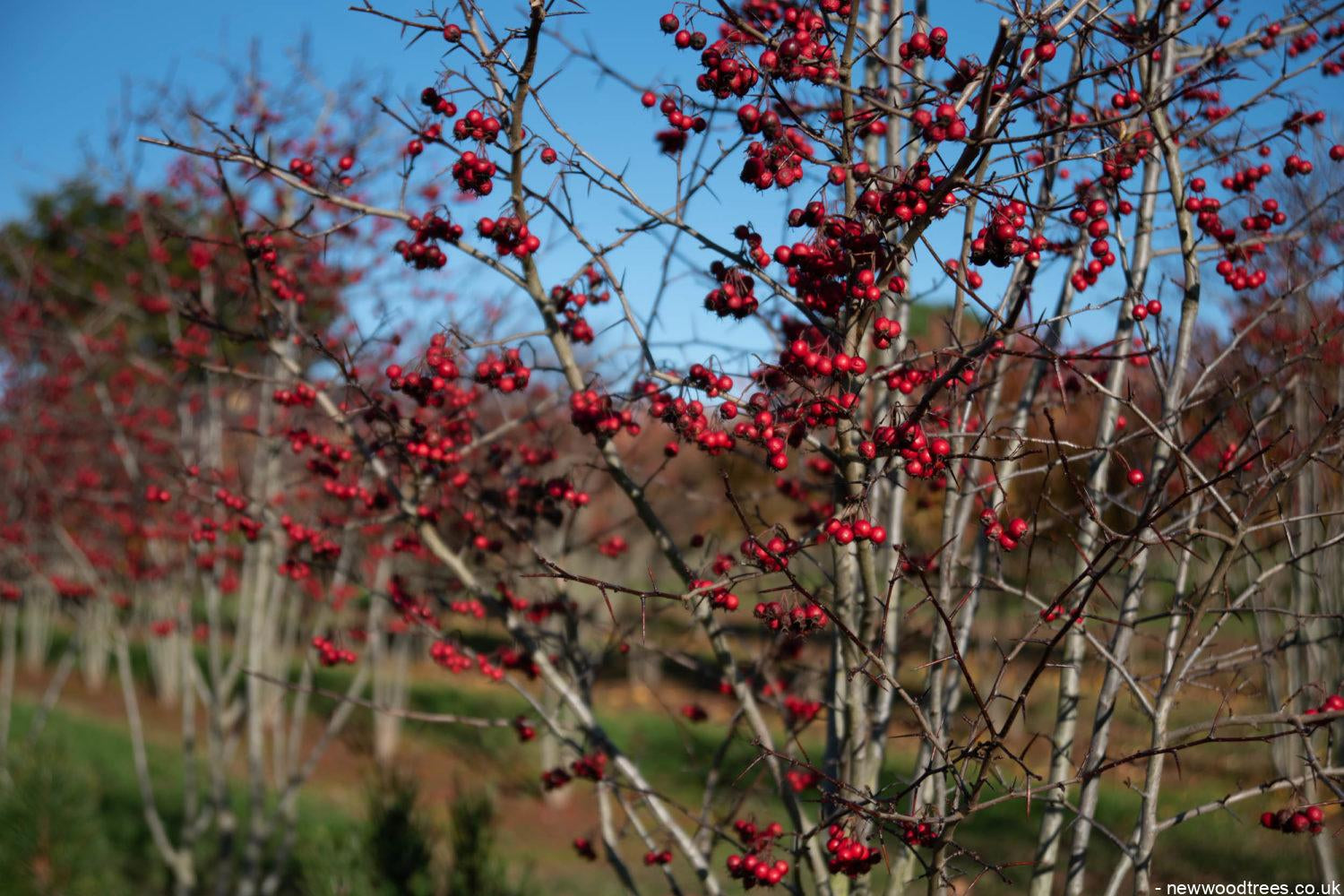 Crataegus persimilis ‘Prunifolia 2 1500x1001 1
