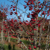 Crataegus persimilis ‘Prunifolia 2 1500x1001 1