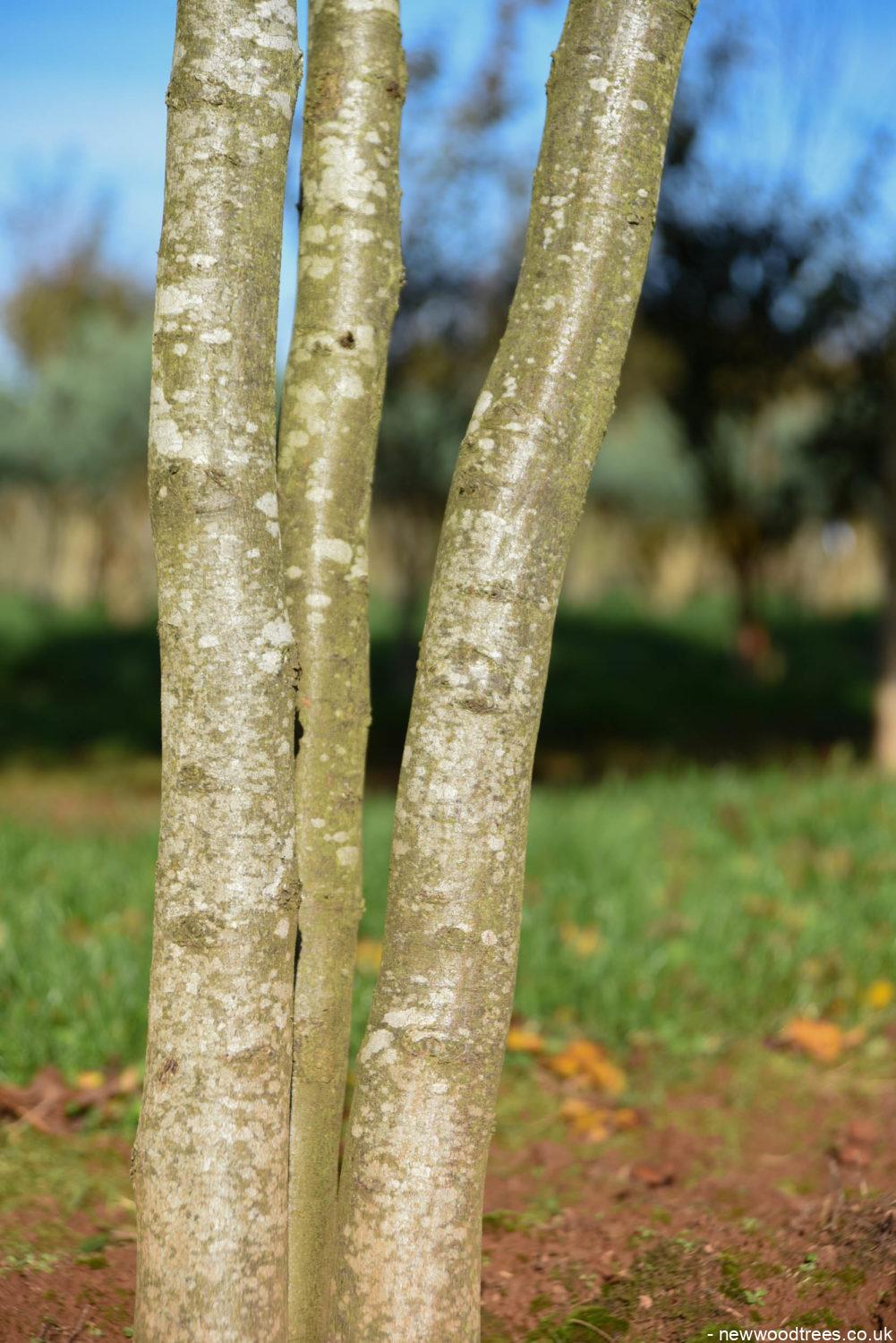 Crataegus persimilis ‘Prunifolia 3 1001x1500 1