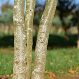 Crataegus persimilis ‘Prunifolia 3 1001x1500 1