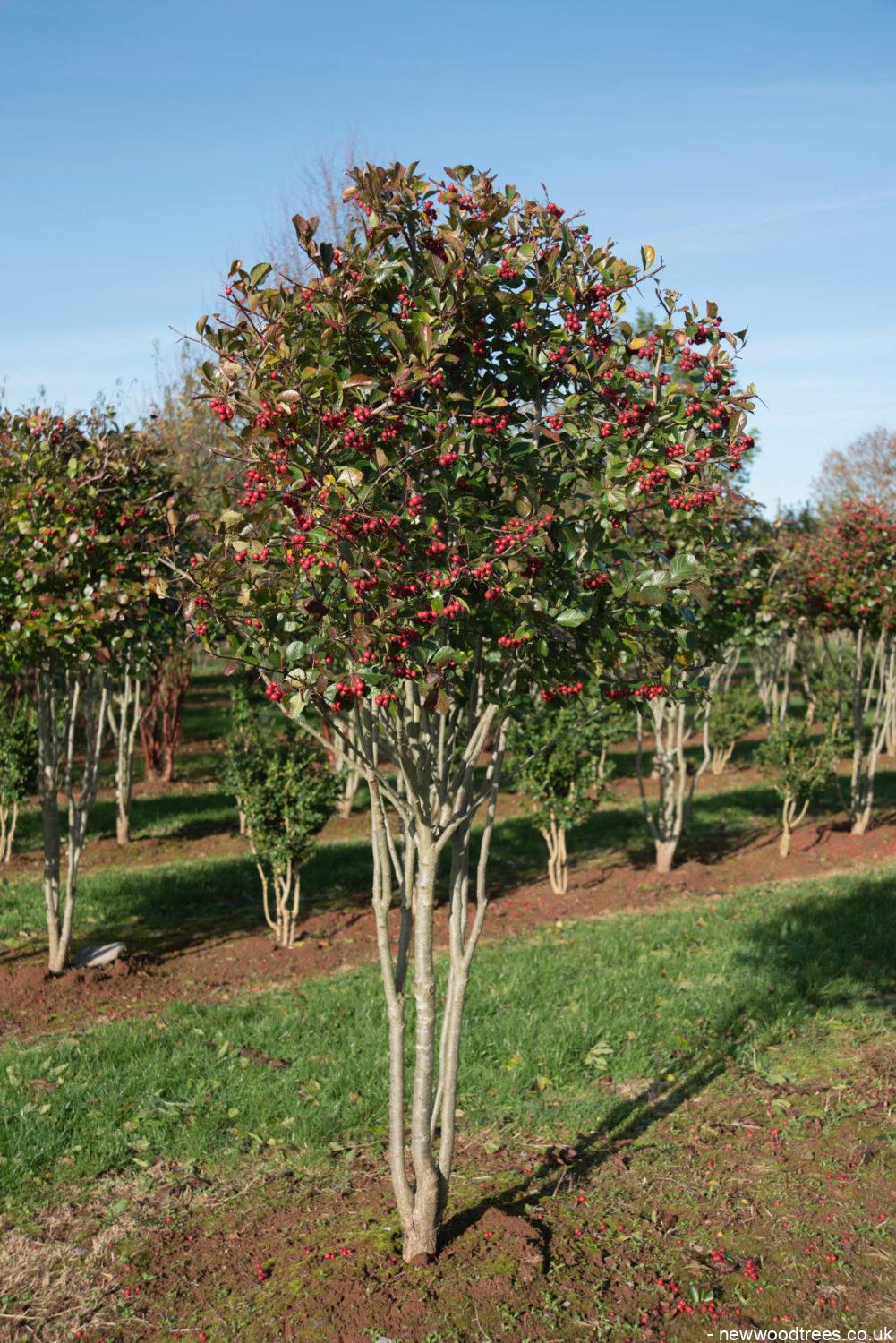 Crataegus persimilis ‘Prunifolia 4 1001x1500 1
