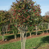Crataegus persimilis ‘Prunifolia 4 1001x1500 1