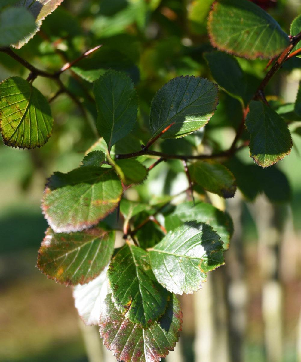 Crataegus persimilis ‘Prunifolia 5 1001x1500 1