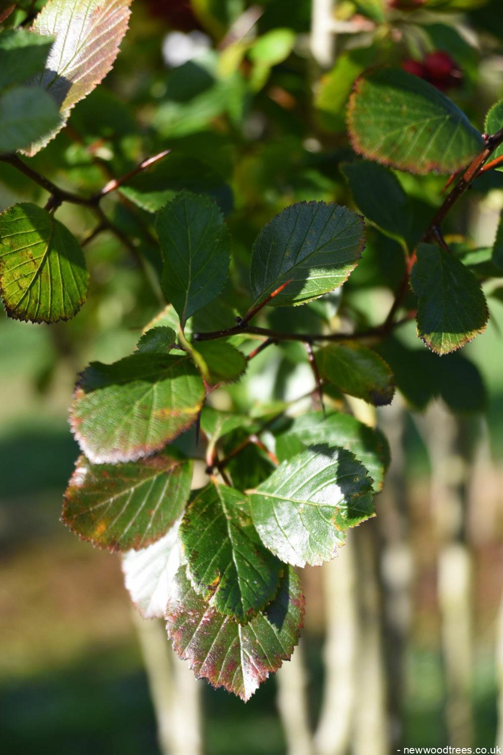 Crataegus persimilis ‘Prunifolia 5 1001x1500 1