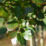 Crataegus persimilis ‘Prunifolia 5 1001x1500 1