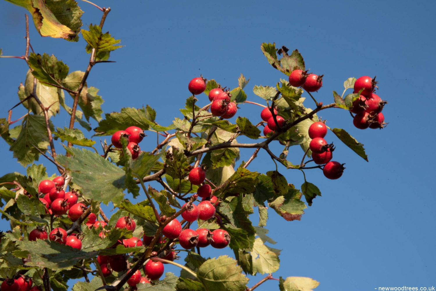 Crataegus persimilis ‘Prunifolia 6 1500x1001 1