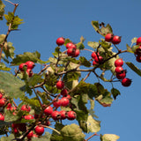 Crataegus persimilis ‘Prunifolia 6 1500x1001 1