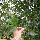 Crataegus x lavallei ‘Carrierei 2 1500x973 1