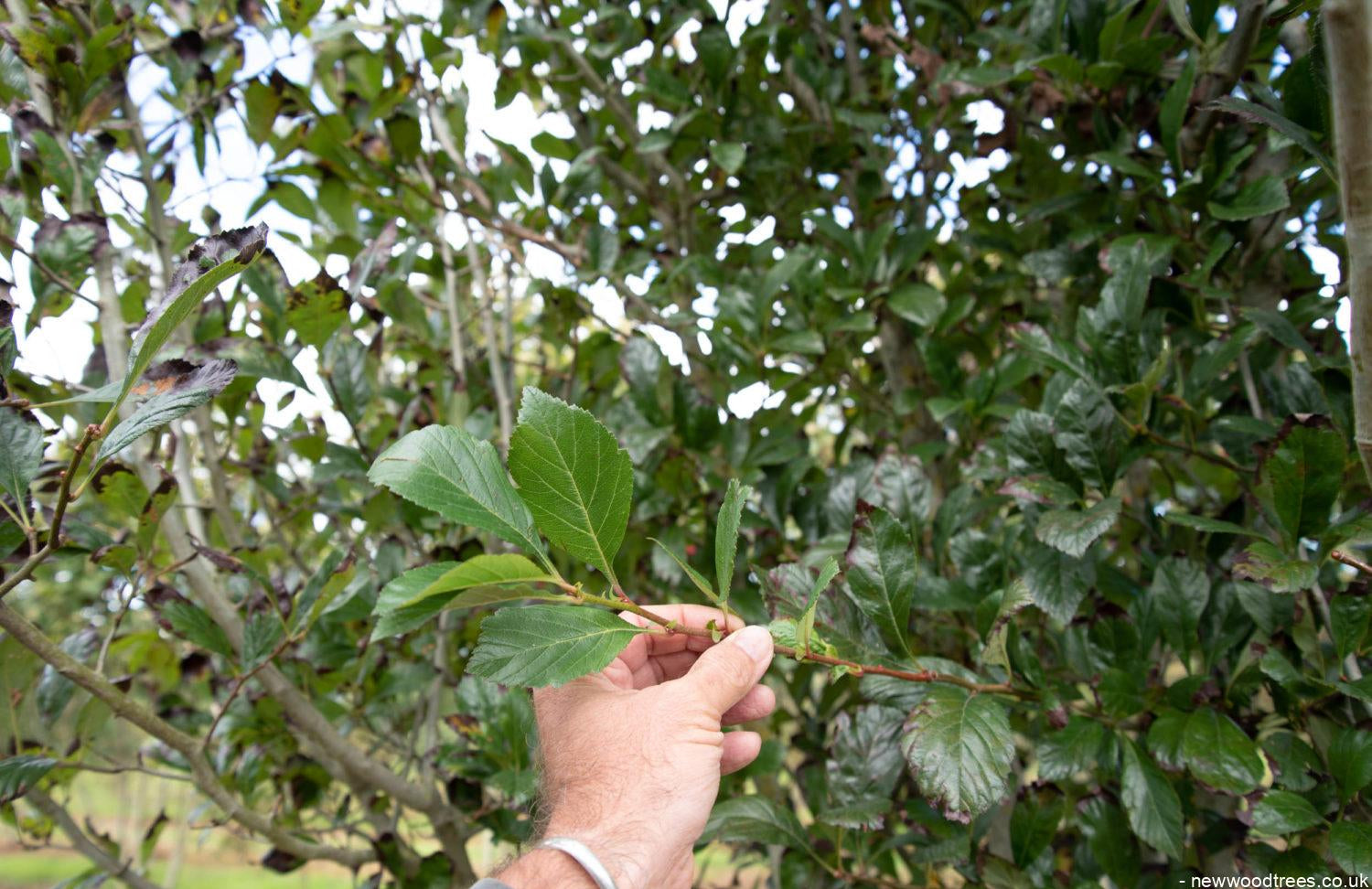 Crataegus x lavallei ‘Carrierei 2 1500x973 1