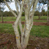 Crataegus x lavallei ‘Carrierei 3 1001x1500 1