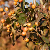 Crataegus x lavallei ‘Carrierei 5 1500x999 1