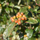 Crataegus x lavallei ‘Carrierei 6 1001x1500 1