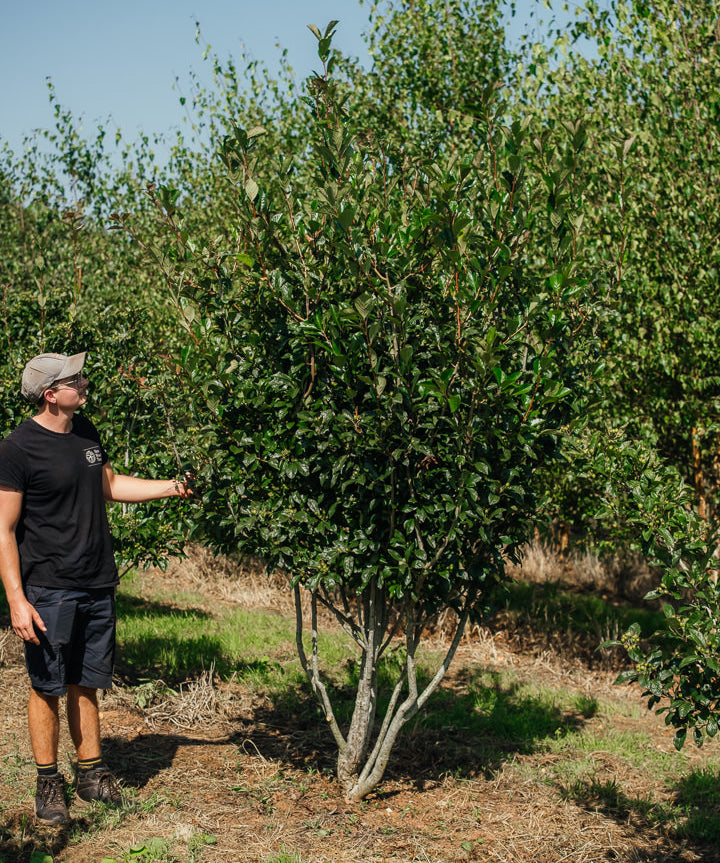 Crataegus x lavellei 'Carrierei' NWT Products 25 26 0001