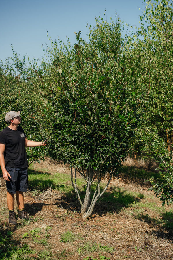 Crataegus x lavellei 'Carrierei' NWT Products 25 26 0001