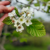Crataegus coccinea - Scarlet Hawthorn