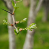Crataegus coccinea - Scarlet Hawthorn