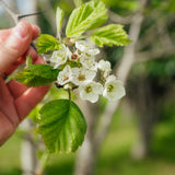 Crataegus coccinea - Scarlet Hawthorn