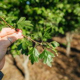 Crataegus laevigata 'Crimson Cloud' - Midland Hawthorn