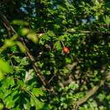 Crataegus laevigata 'Crimson Cloud' - Midland Hawthorn