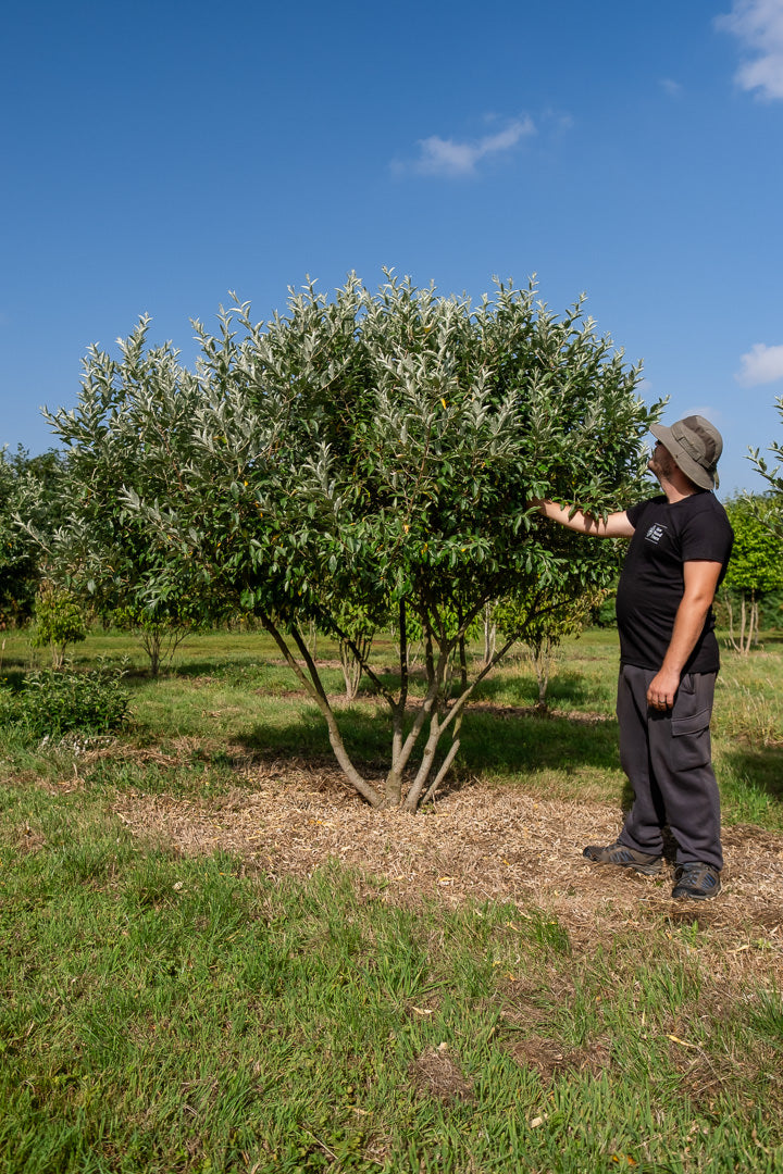 Elaeagnus multiflora NWT Products 25 26 0007