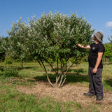 Elaeagnus multiflora NWT Products 25 26 0007