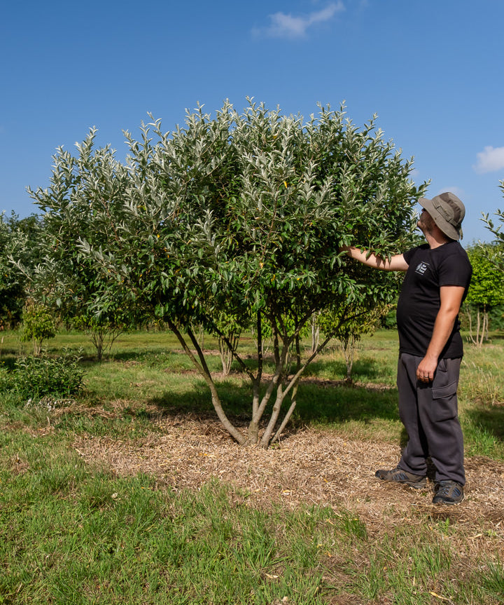 Elaeagnus multiflora NWT Products 25 26 0007