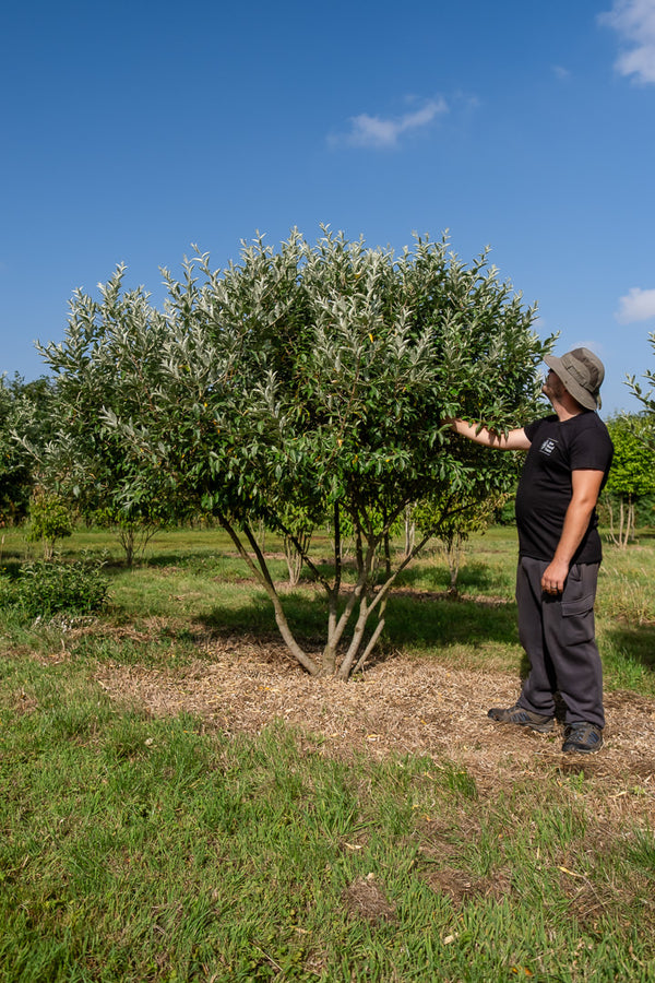 Elaeagnus multiflora NWT Products 25 26 0007