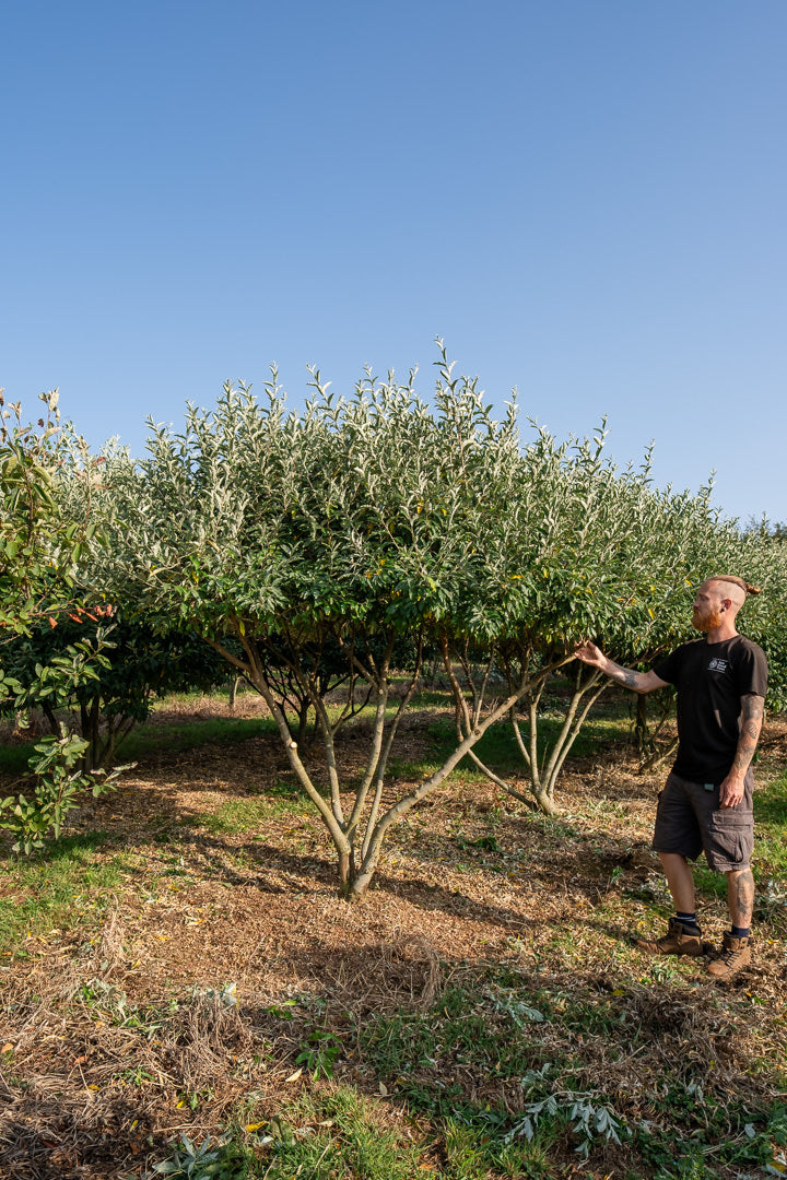 Elaeagnus umbelata NWT Products 25 26 0026