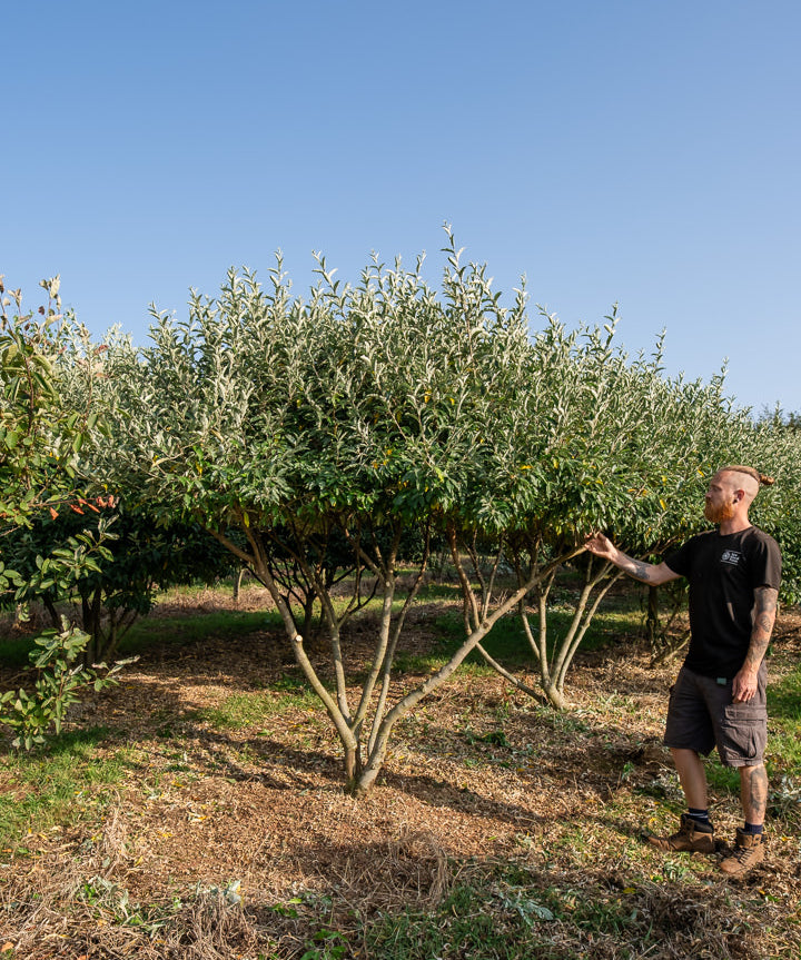 Elaeagnus umbelata NWT Products 25 26 0026