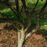 Elaeagnus umbellata – Autumn Olive