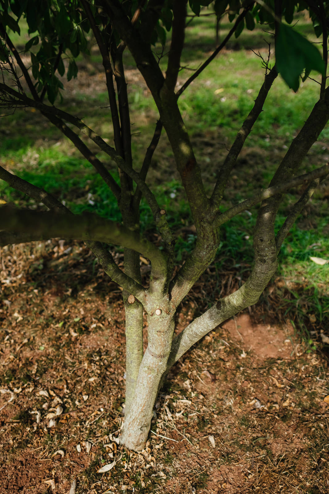 Elaeagnus umbellata – Autumn Olive