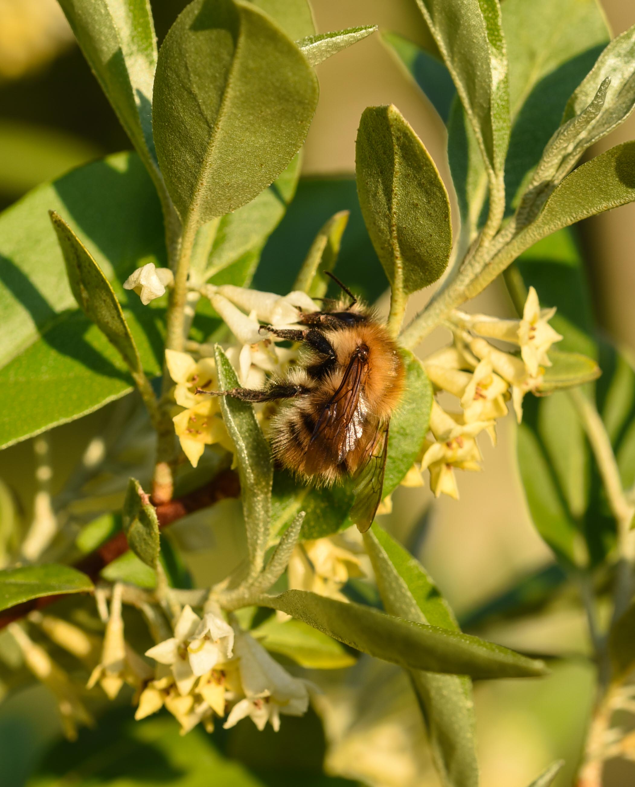 Elaeagnus umbellata 4 scaled