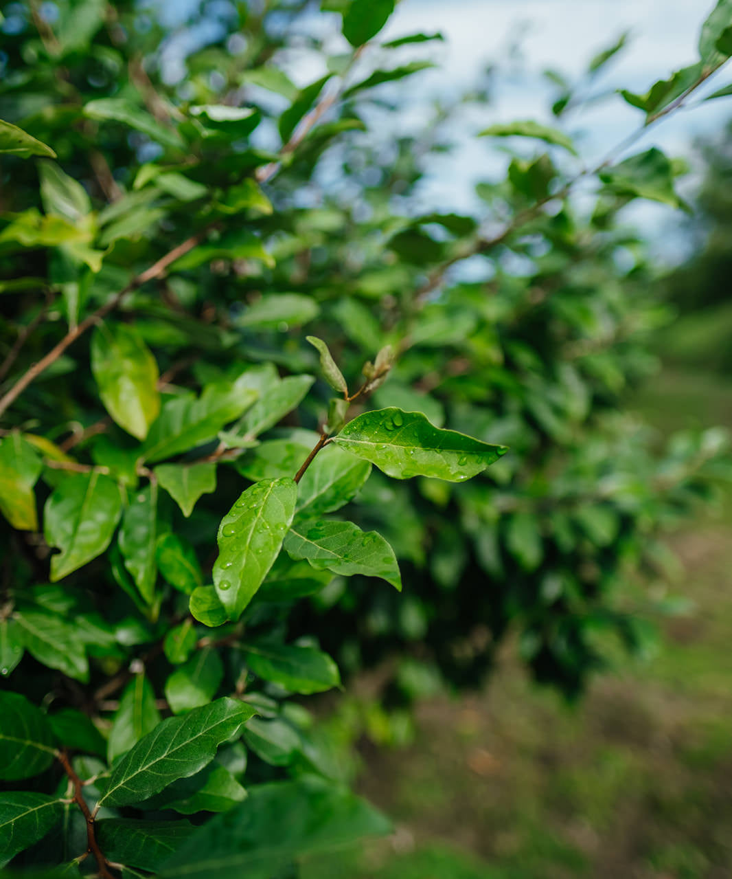 Elaeagnus umbellata – Autumn Olive