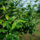Elaeagnus umbellata – Autumn Olive