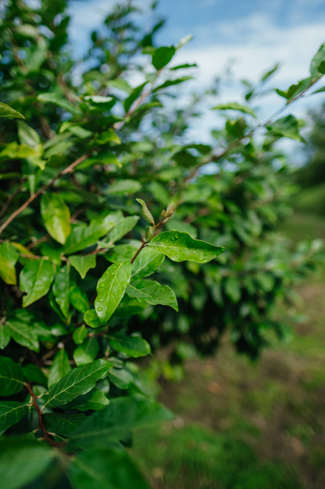 Elaeagnus umbellata – Autumn Olive