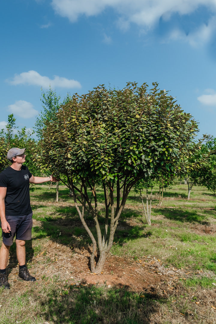 Elaeagnus x ebbingei NWT Products 25 26 0004