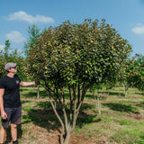 Elaeagnus x ebbingei NWT Products 25 26 0004