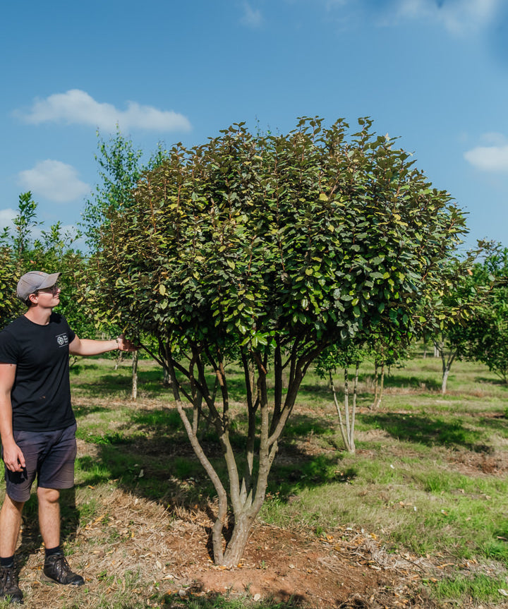 Elaeagnus x ebbingei NWT Products 25 26 0004