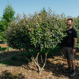 Elaeagnus x ebbingei NWT Products 25 26 2