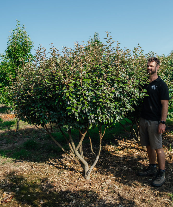 Elaeagnus x ebbingei NWT Products 25 26 2