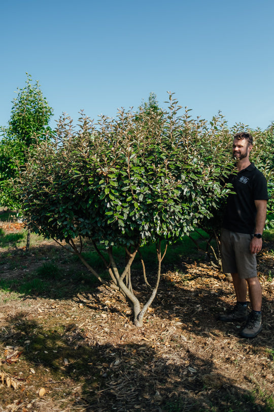 Elaeagnus x submacrophylla - Ebbing's Silverberry – New Wood Trees